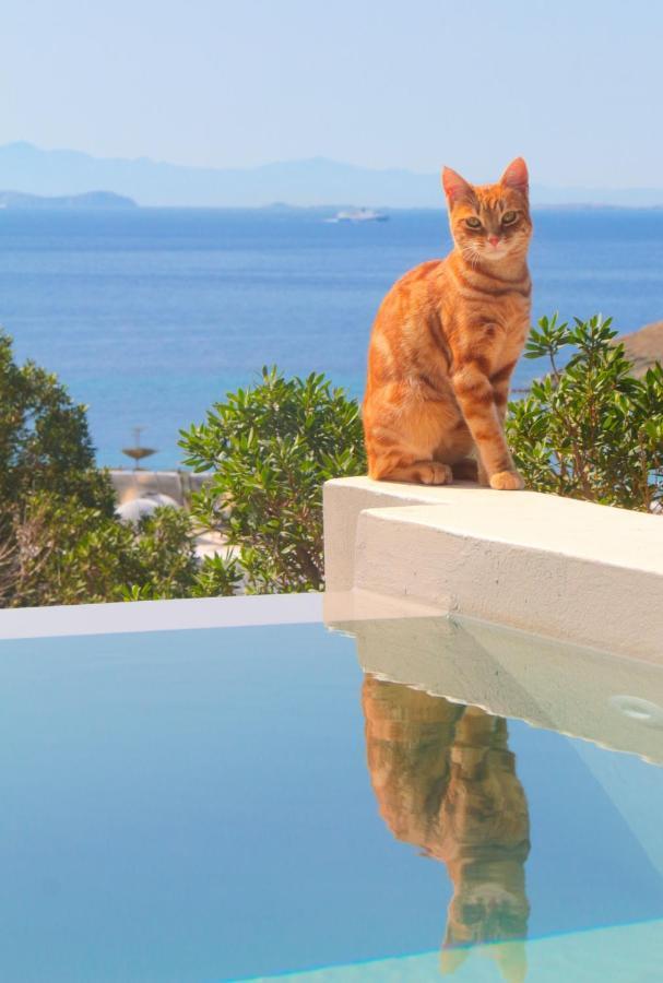 Villa With View Of Agios Ioannis And Pool With Jacuzzi Εξωτερικό φωτογραφία
